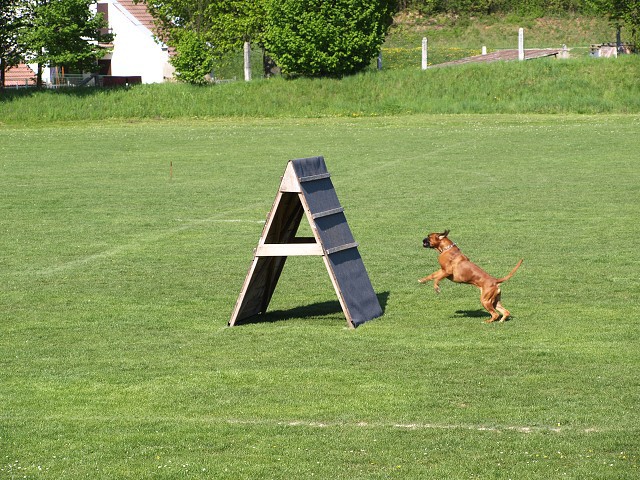 www.atibox.net * www.euroboxer.eu * www.boxergenealogia.eu